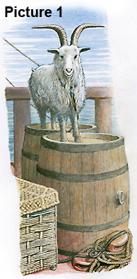 Picture 1 - Goat