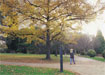 Image of Park walks