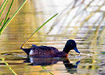 Image of Royal Park Wetland
