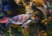 Image of Melbourne Aquarium