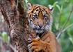Image of Melbourne Zoo