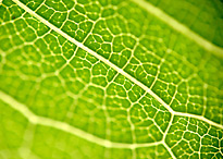 Image of Nature exhibitions